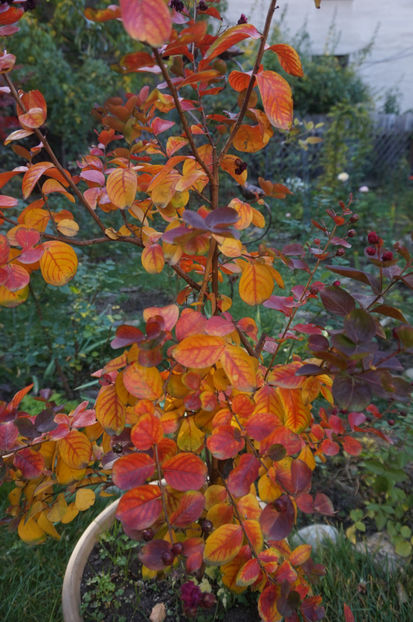  - Lagerstroemia indica