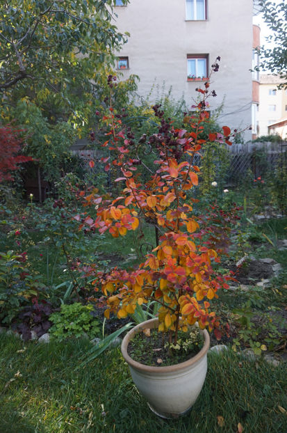  - Lagerstroemia indica