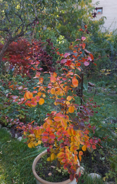  - Lagerstroemia indica