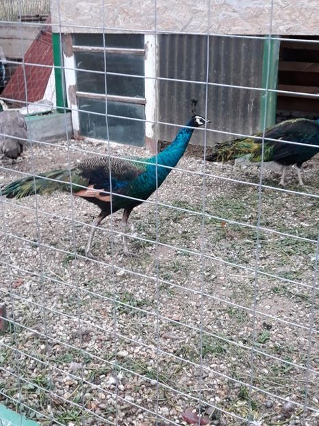 15.10.2017 - SPALDING 2017