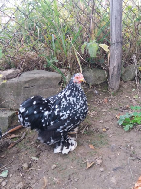  - cochin bobat pitic