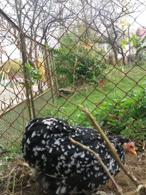  - cochin bobat pitic