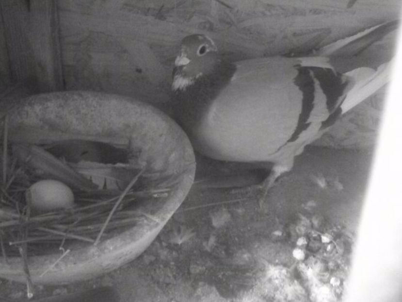 Ro 2012 f - porumbei mei vechi mancâți de dihor