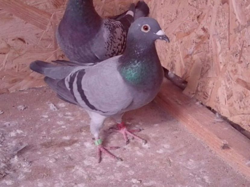 Ro 2010 F - porumbei mei vechi mancâți de dihor