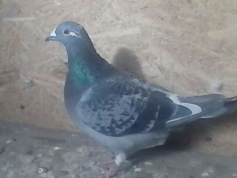 102043323 (1) - porumbei mei vechi mancâți de dihor