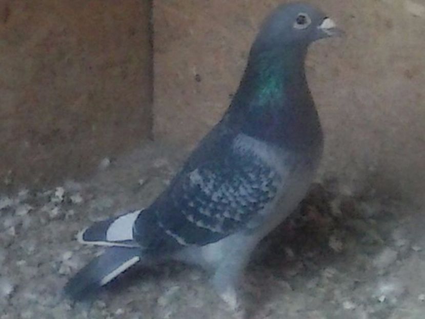 Ro 2012 M - porumbei mei vechi mancâți de dihor