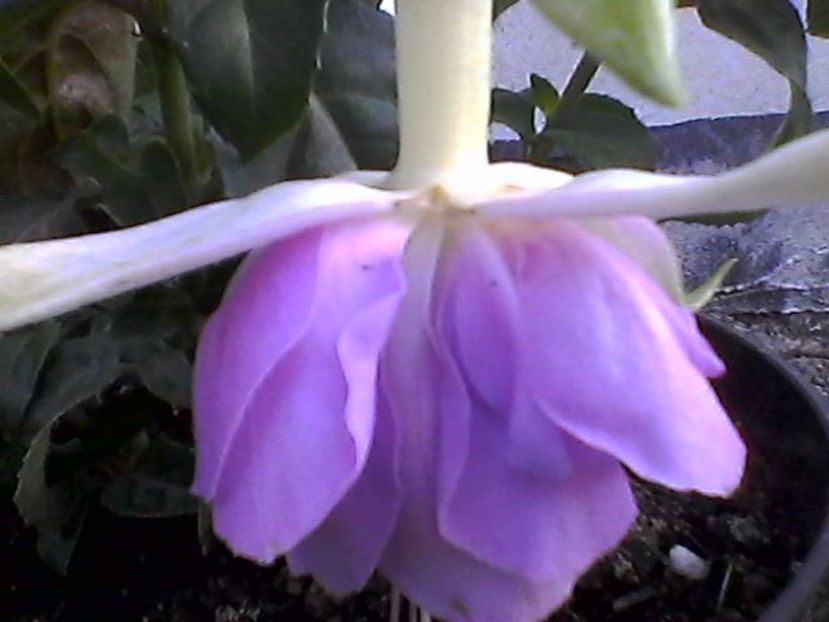 Photo0895 - Fuchsia 2017