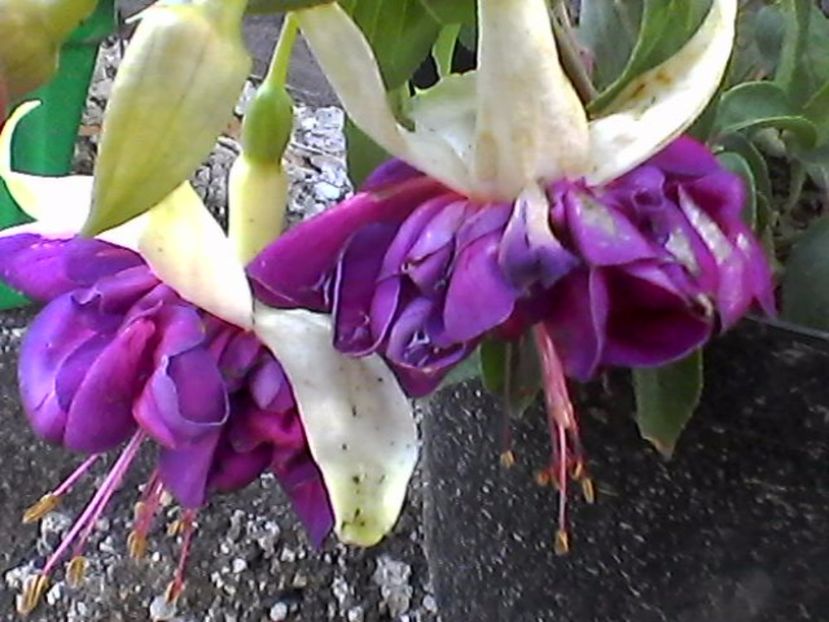 Photo0892 - Fuchsia 2017