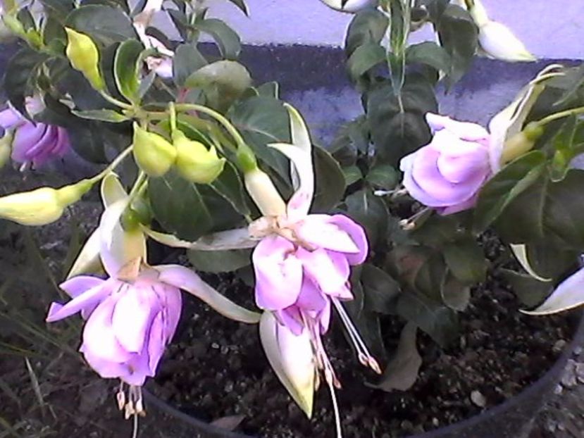 Photo0905 - Fuchsia 2017