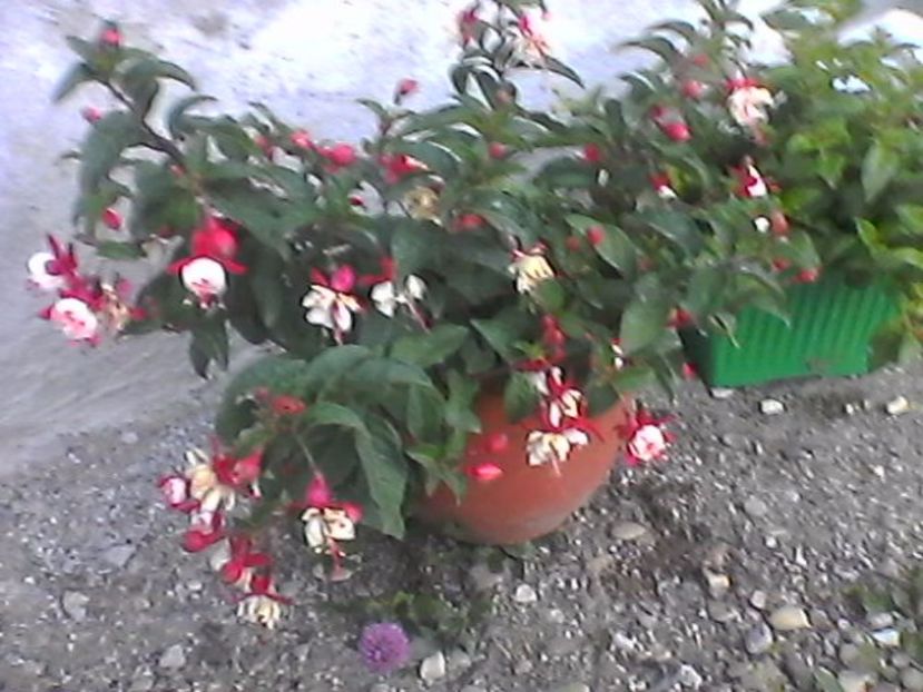 Photo0925 - Fuchsia 2017