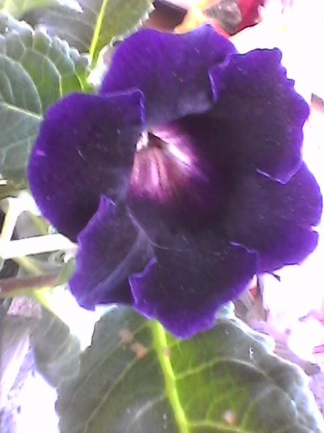 Photo0883 - Gloxinia 2017-- 2018