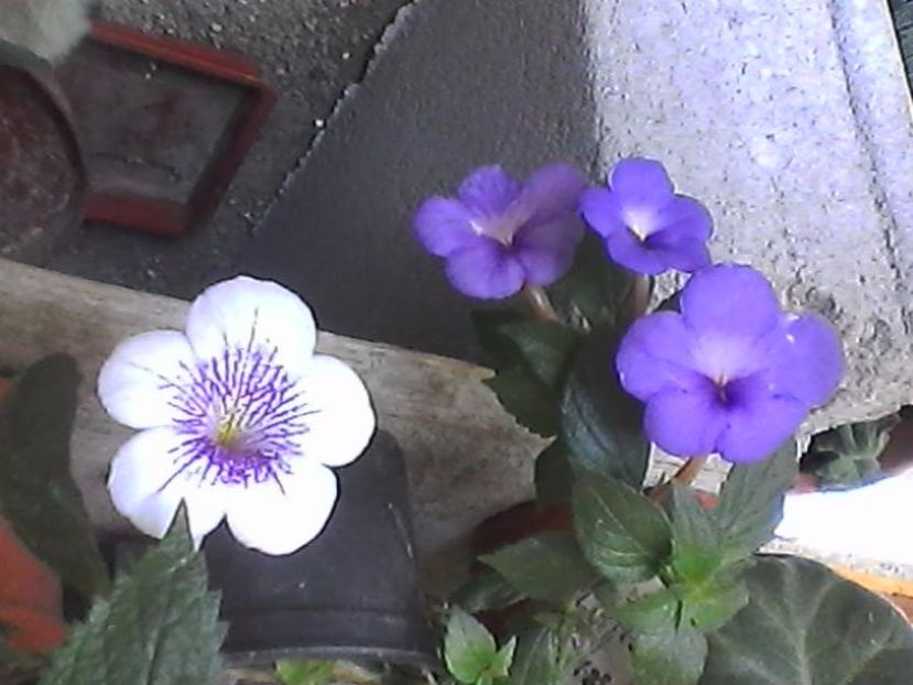 Photo0880 - Achimenes 2017