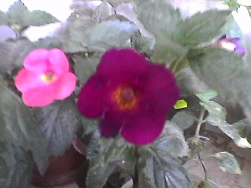 Photo0910 - Achimenes 2017