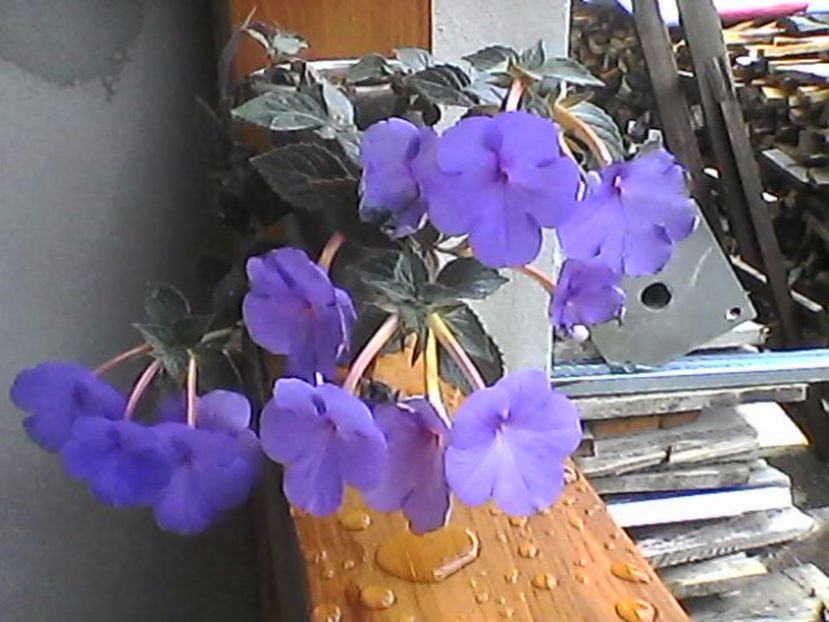 Photo0933 - Achimenes 2017