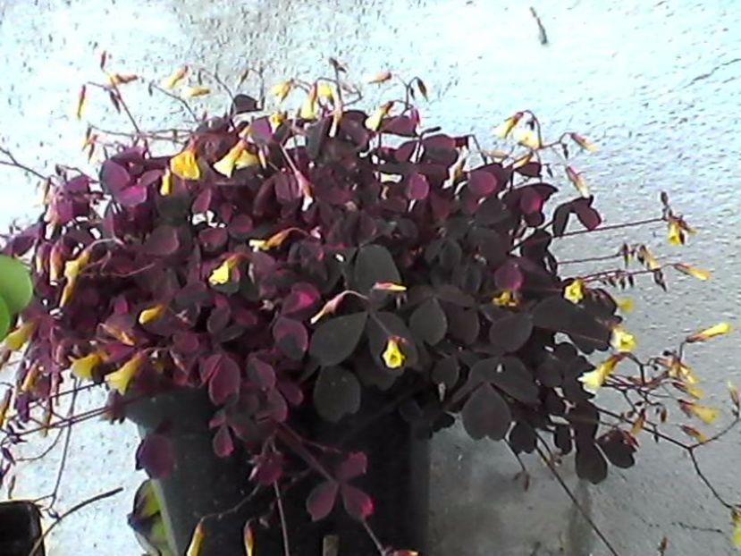 plum crazy - Oxalis 2017