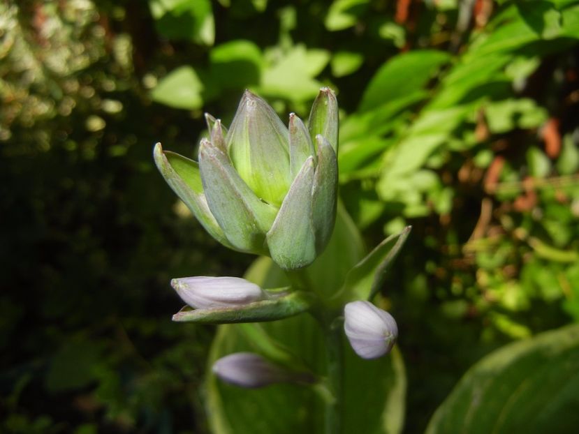 Hosta Aureomarginata (2017, June 29) - Hosta Aureomarginata