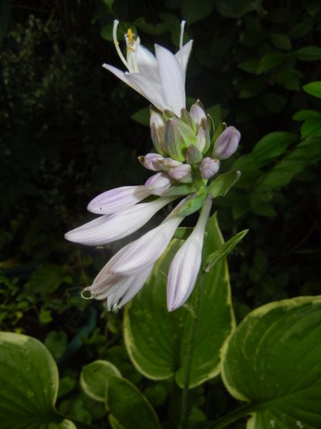 Hosta Aureomarginata (2017, July 04) - Hosta Aureomarginata