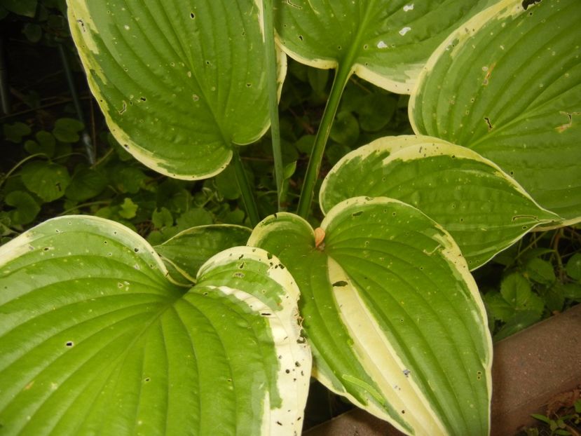 Hosta Aureomarginata (2017, July 04) - Hosta Aureomarginata