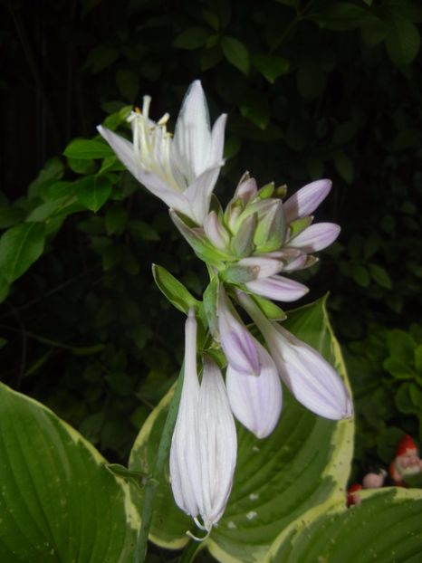 Hosta Aureomarginata (2017, July 04) - Hosta Aureomarginata