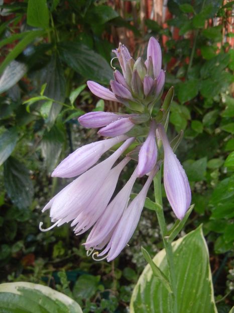 Hosta Aureomarginata (2017, July 06) - Hosta Aureomarginata