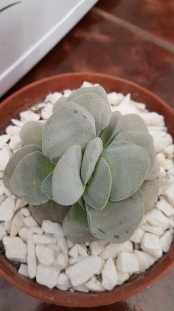  - Crassula Morgan Beauty