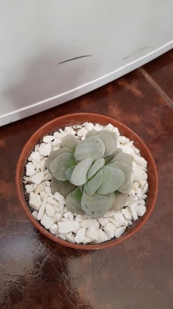  - Crassula Morgan Beauty