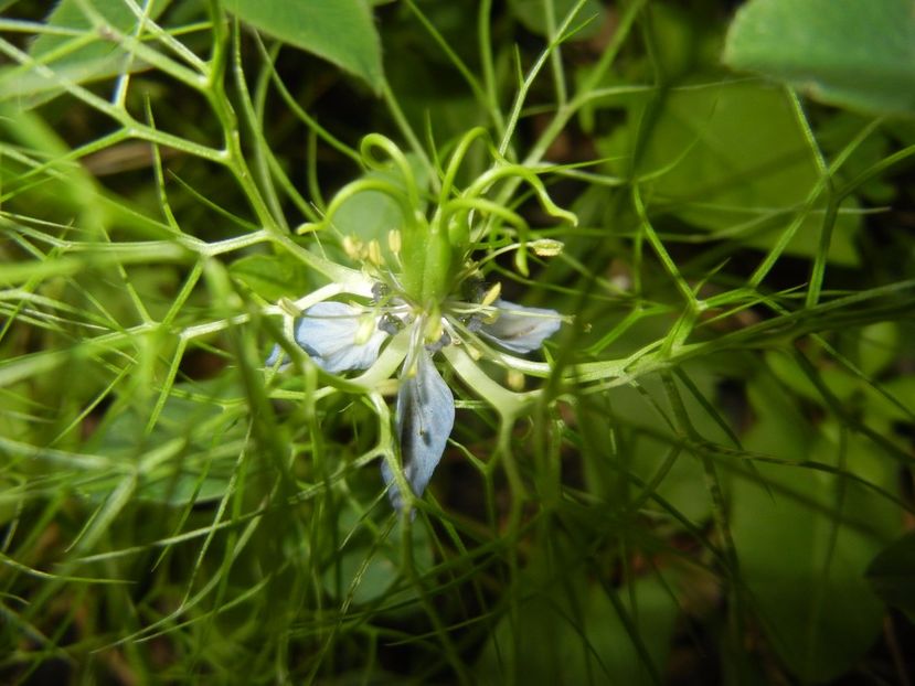 Nigella damascena (2017, July 04) - NIGELLA Damascena