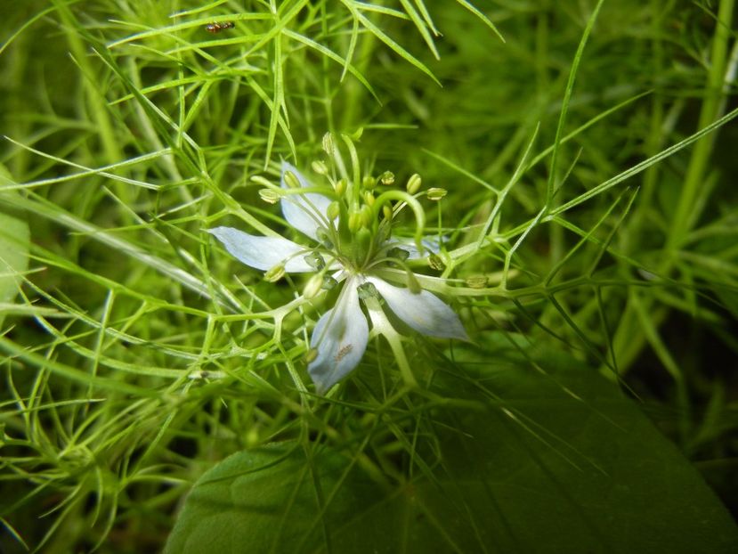 Nigella damascena (2017, July 04) - NIGELLA Damascena