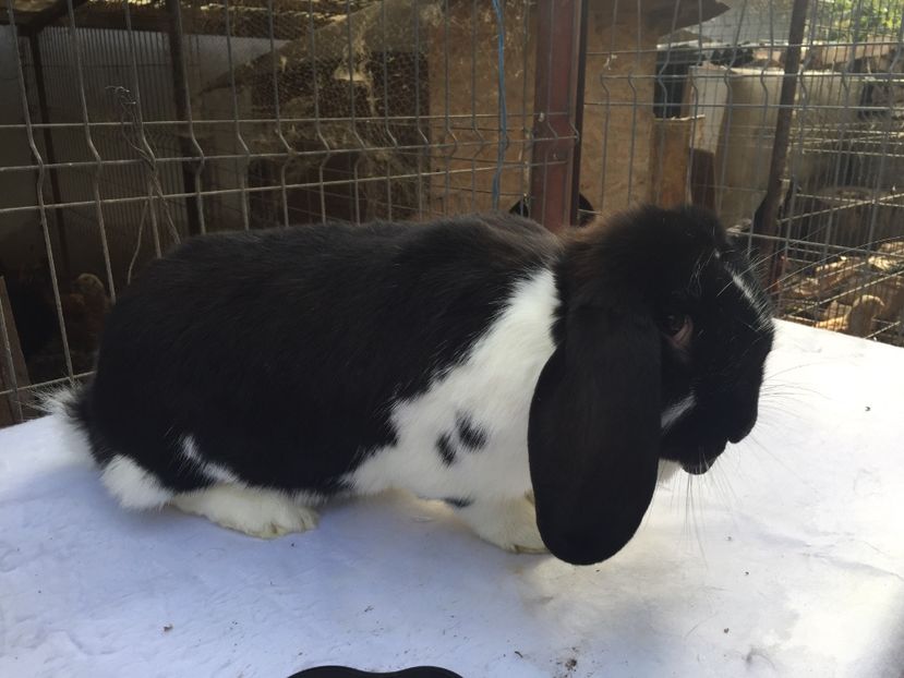 9 luni,6,2 kg - femela 7 berbec negru mantulat