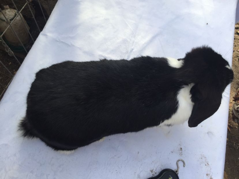  - femela 7 berbec negru mantulat