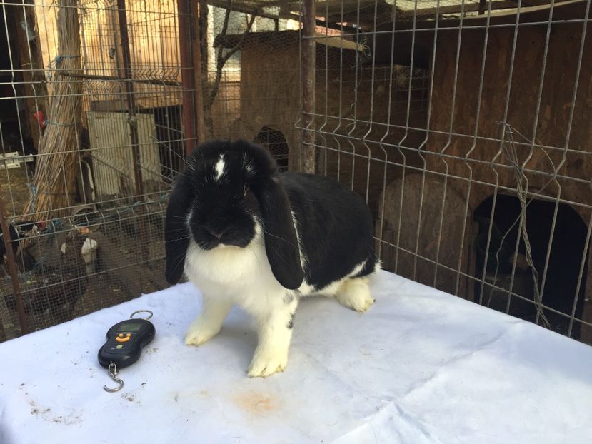  - femela 7 berbec negru mantulat