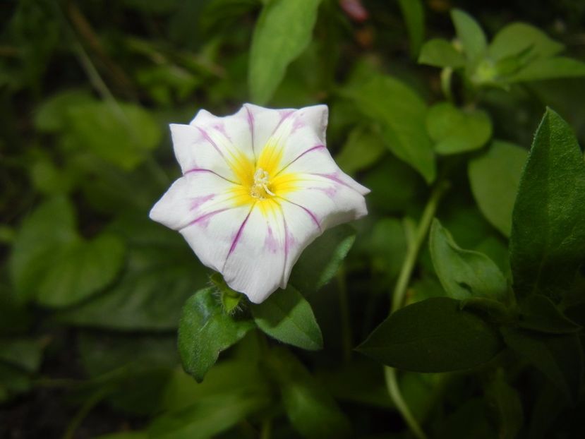 Dwarf Morning Glory (2017, July 04) - ZORELE Pitice_Convolvulus