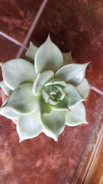  - Echeveria agavoides Aquamarine