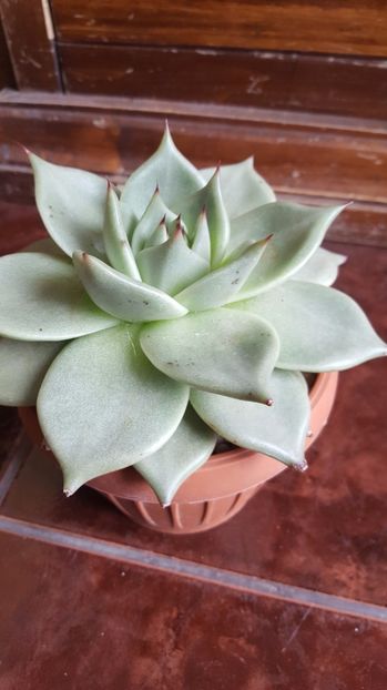  - Echeveria agavoides Aquamarine