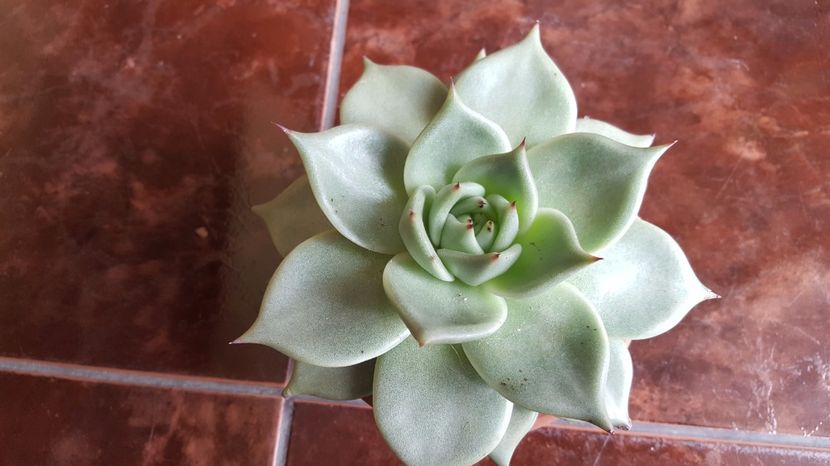  - Echeveria agavoides Aquamarine