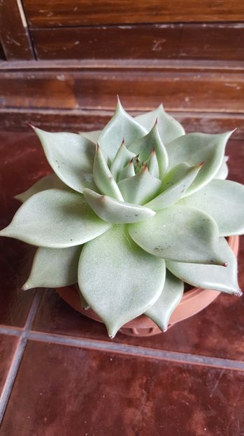  - Echeveria agavoides Aquamarine