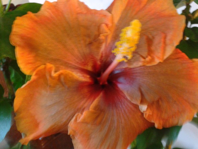 Fotografie0695 - HIBISCUS 2017---2018