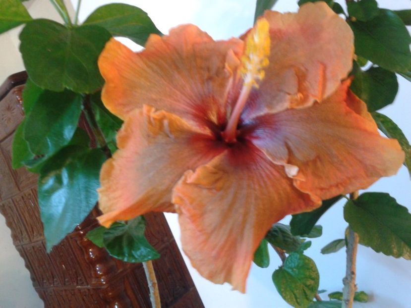 Fotografie0693 - HIBISCUS 2017---2018