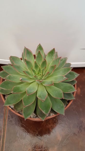  - Echeveria pulidonis N