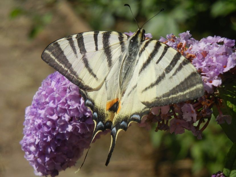 Eastern Tiger Swallowtail (2017, Jul.05) - Eastern Tiger Swallowtail