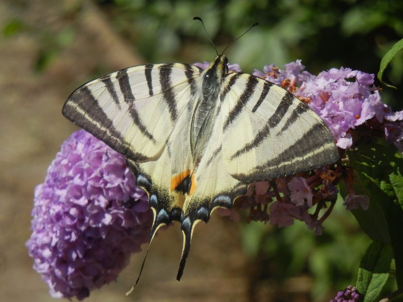 Eastern Tiger Swallowtail (2017, Jul.05) - Eastern Tiger Swallowtail