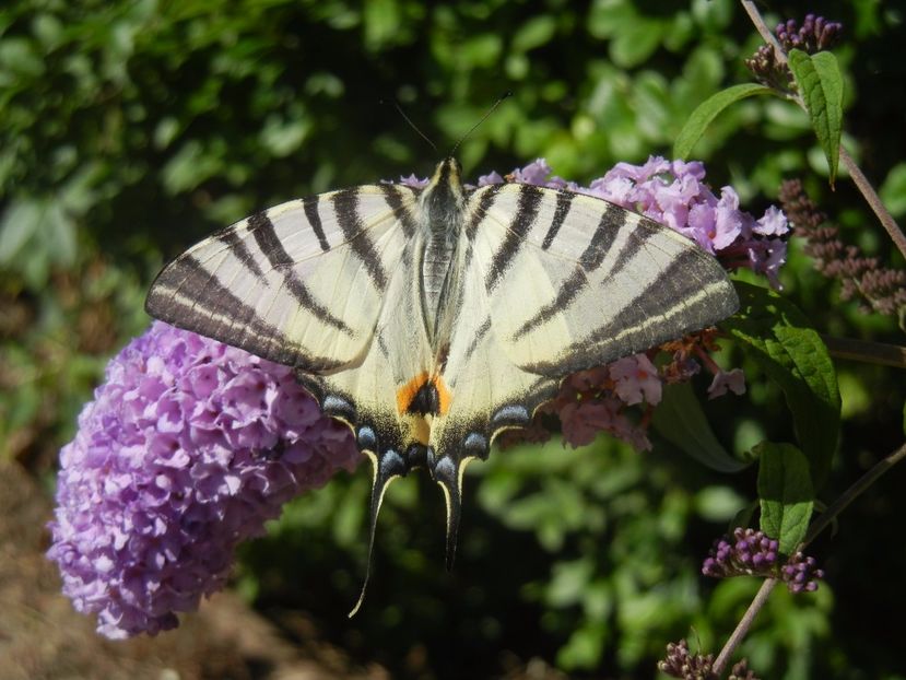 Eastern Tiger Swallowtail (2017, Jul.05) - Eastern Tiger Swallowtail