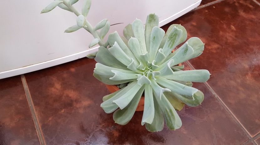  - Echeveria runyonii cv Topsy Turvy