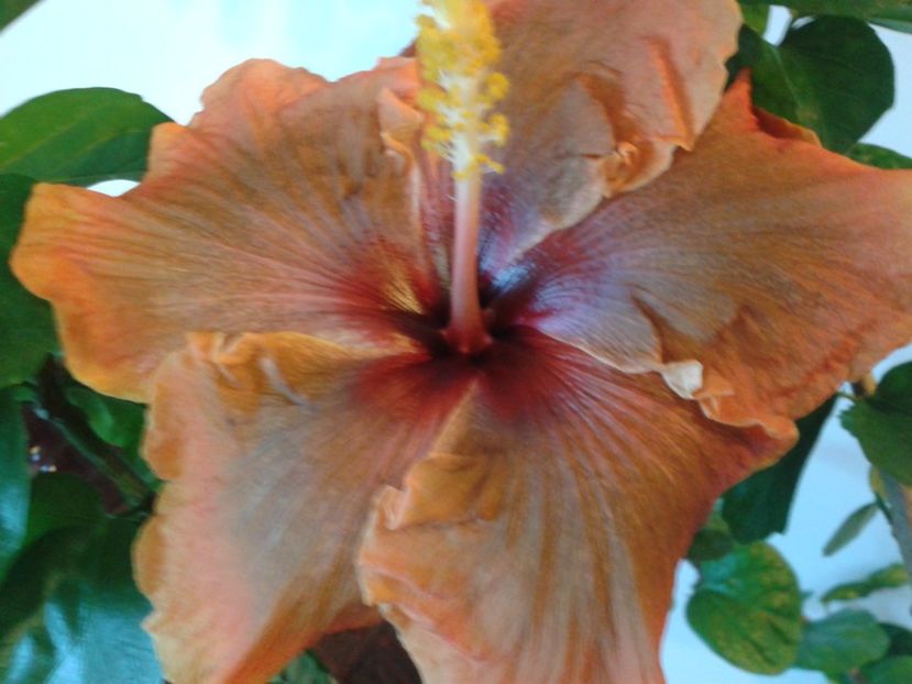 Fotografie0692 - HIBISCUS 2017---2018