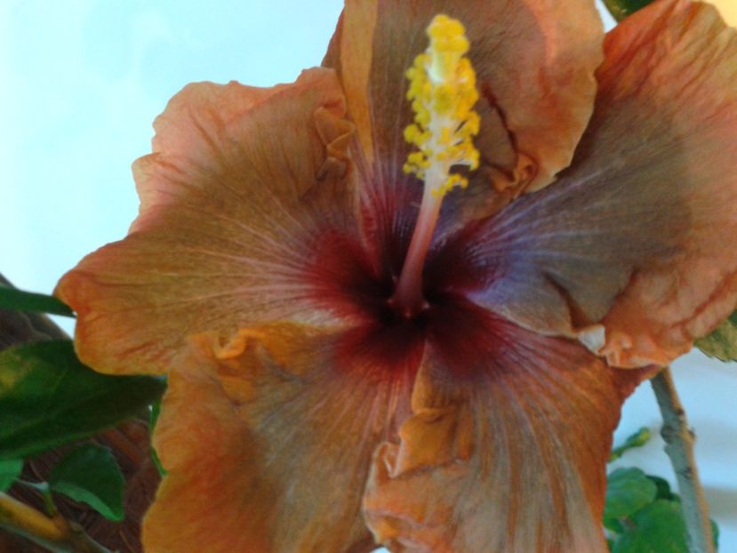 Fotografie0689 - HIBISCUS 2017---2018