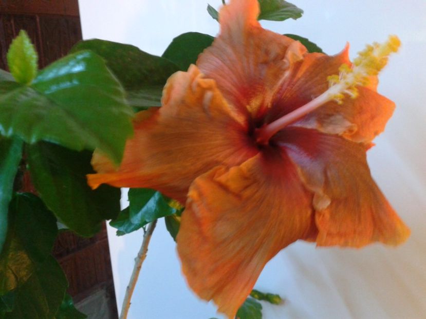 Fotografie0681 - HIBISCUS 2017---2018