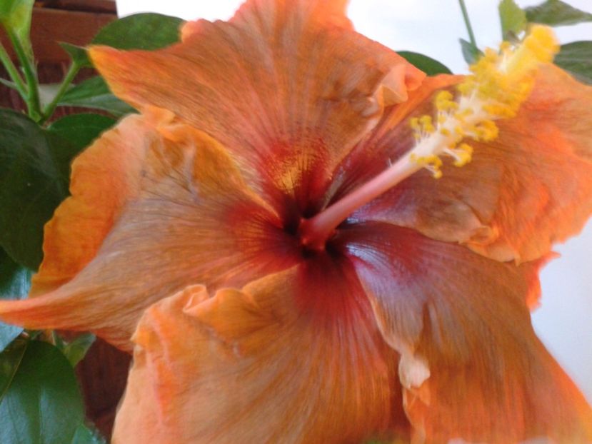 Fotografie0684 - HIBISCUS 2017---2018
