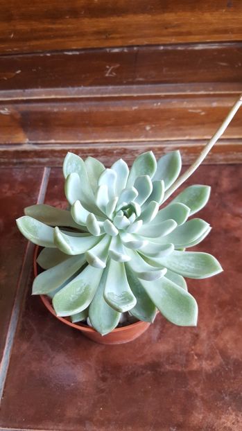  - Echeveria sp-elegans