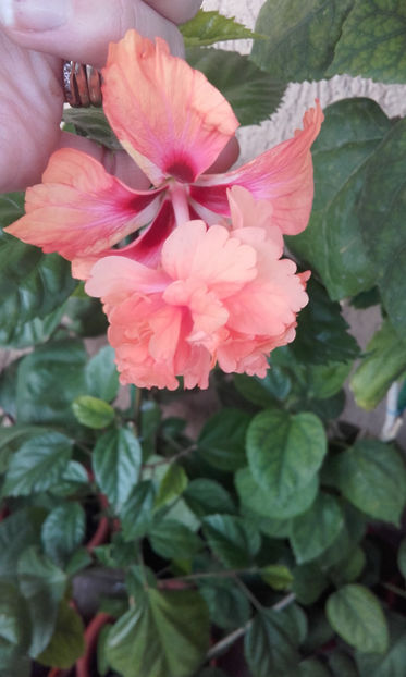  - hibi el cap orange