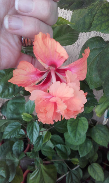  - hibi el cap orange